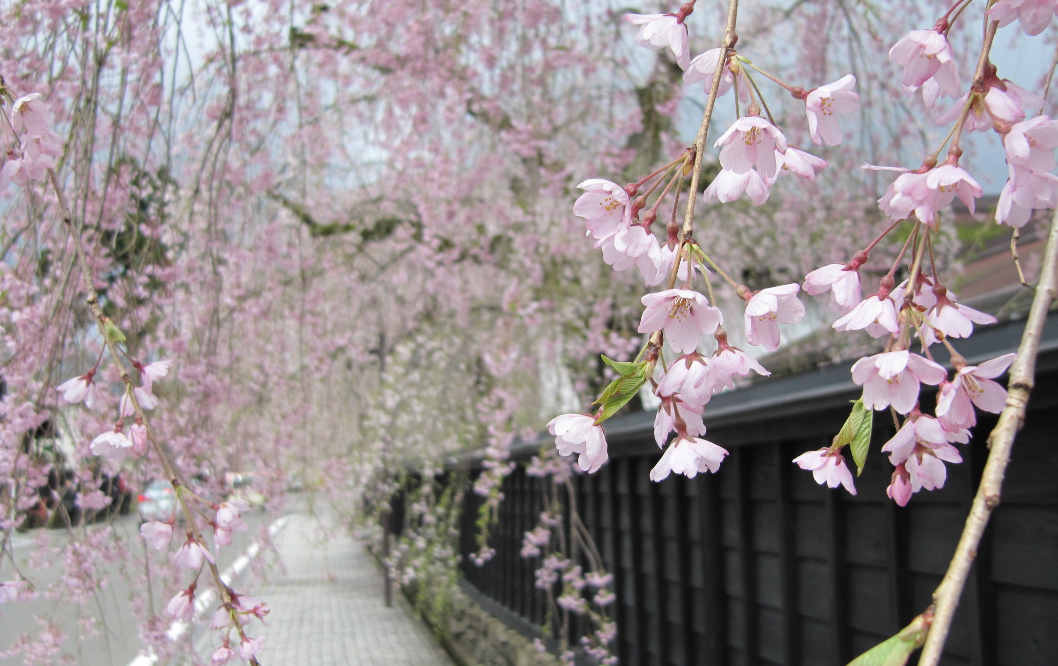 角館町垂枝櫻
