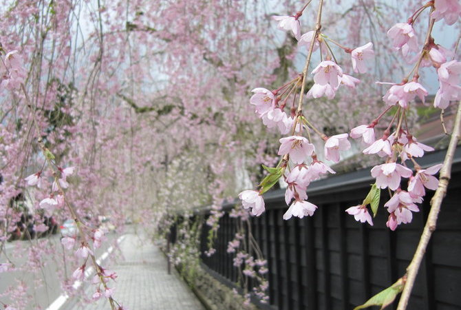 角館町垂枝櫻