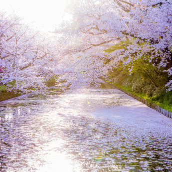 弘前及周邊地區