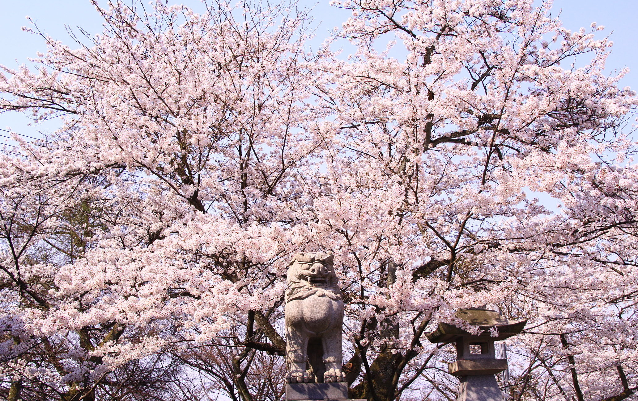 足羽山公園賞櫻