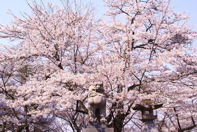 足羽山公園賞櫻