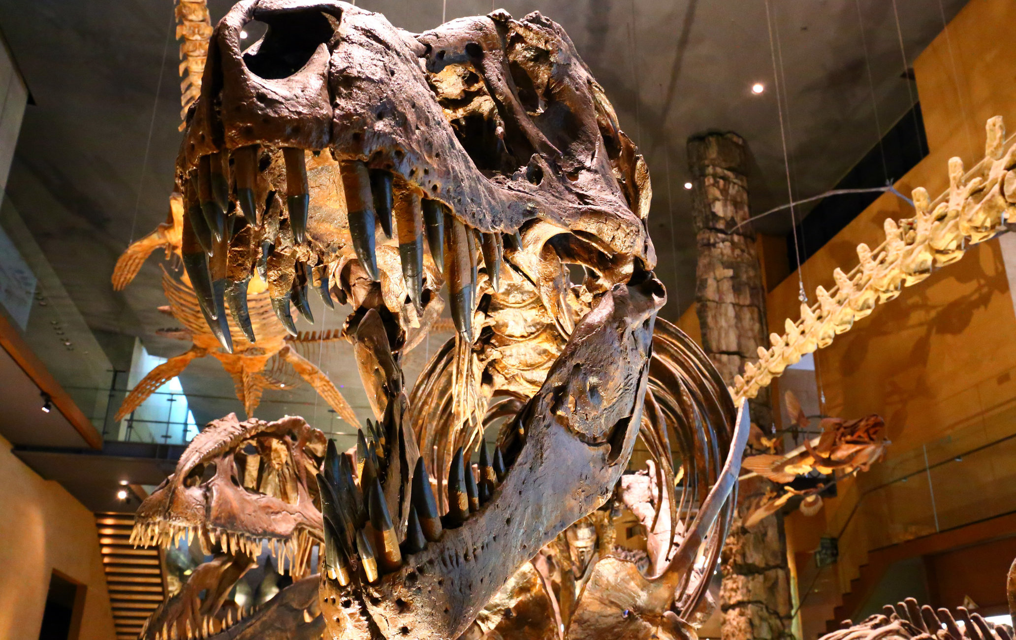 北九州市立生命之旅博物館