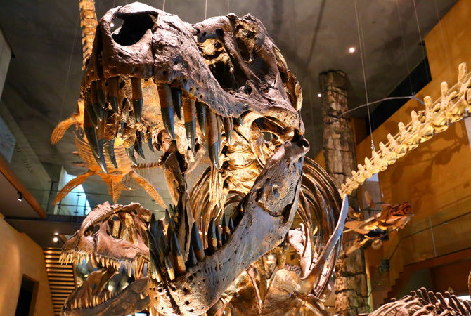 北九州市立生命之旅博物館