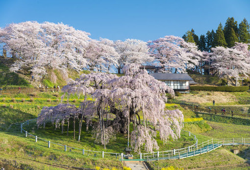 三春瀧櫻