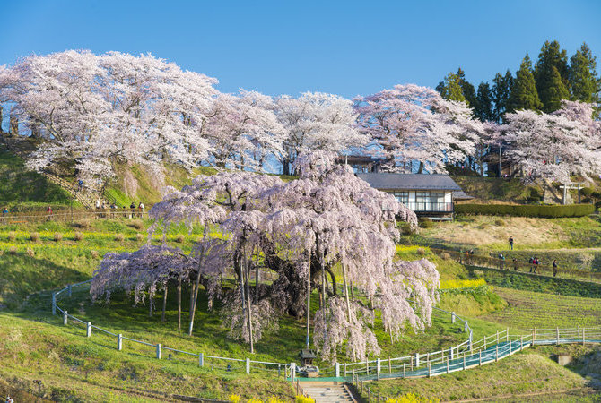 三春瀧櫻