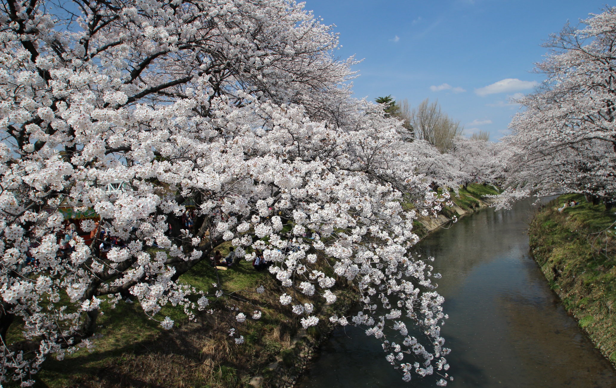 新境川堤賞櫻（百十郎櫻）