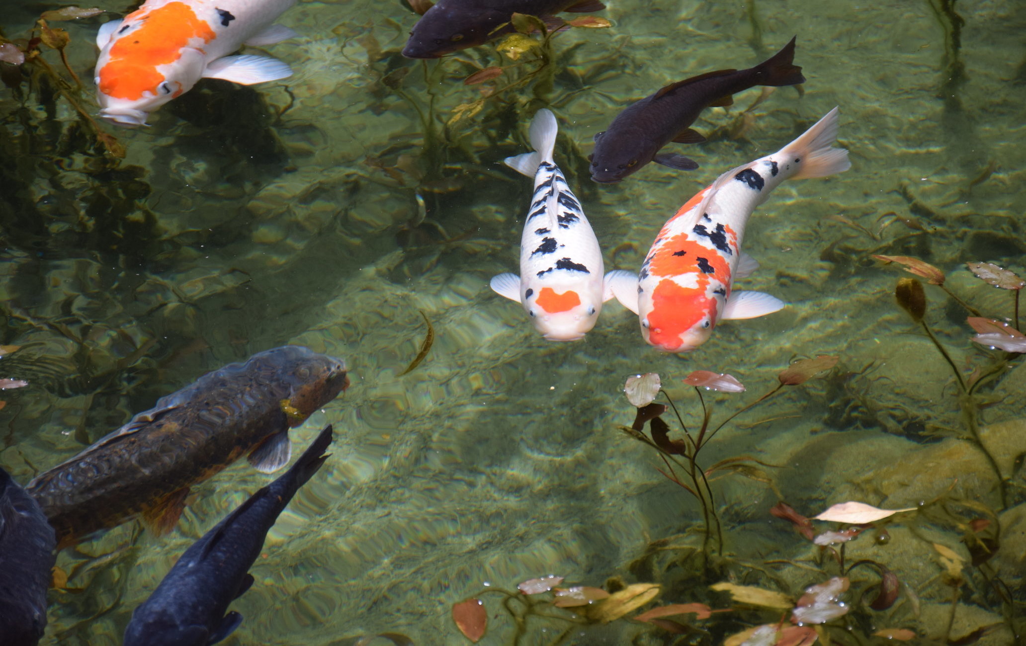 無名池 莫內之池