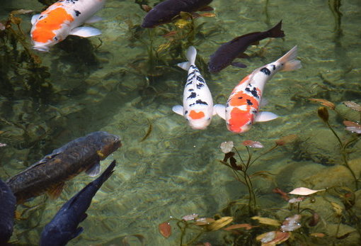 無名池 莫內之池