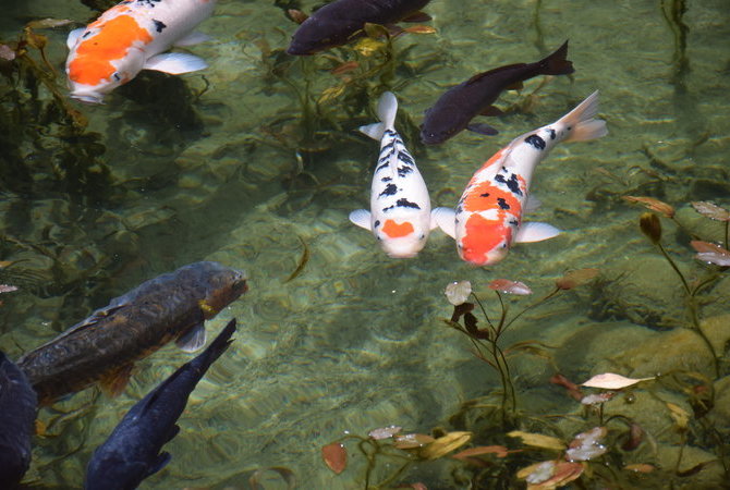 無名池 莫內之池