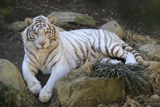 群馬野生動物園