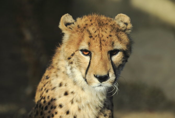 群馬野生動物園