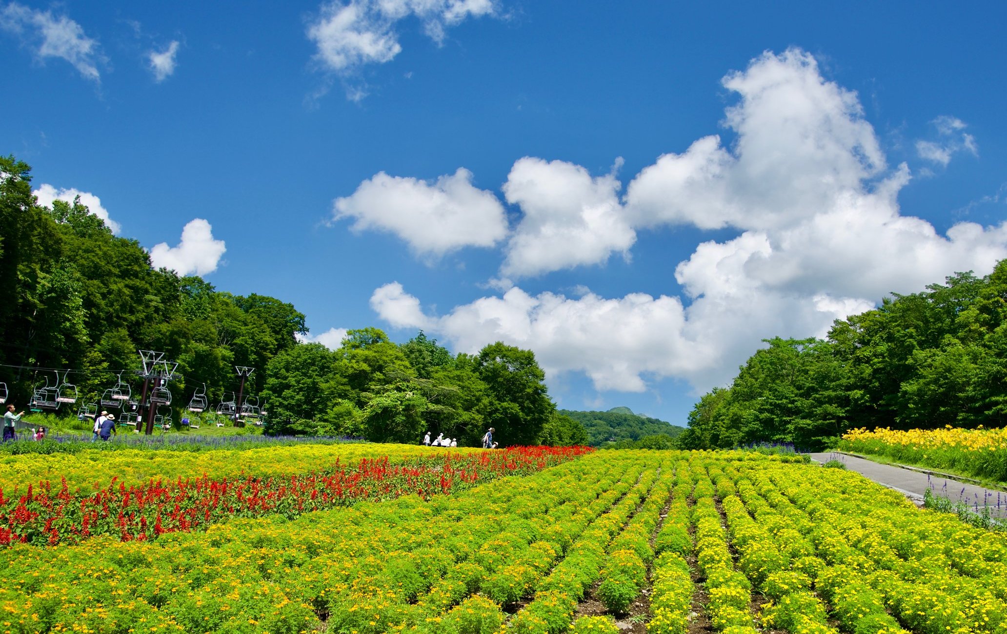 玉原熏衣草公園