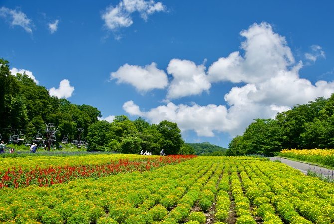 玉原熏衣草公園