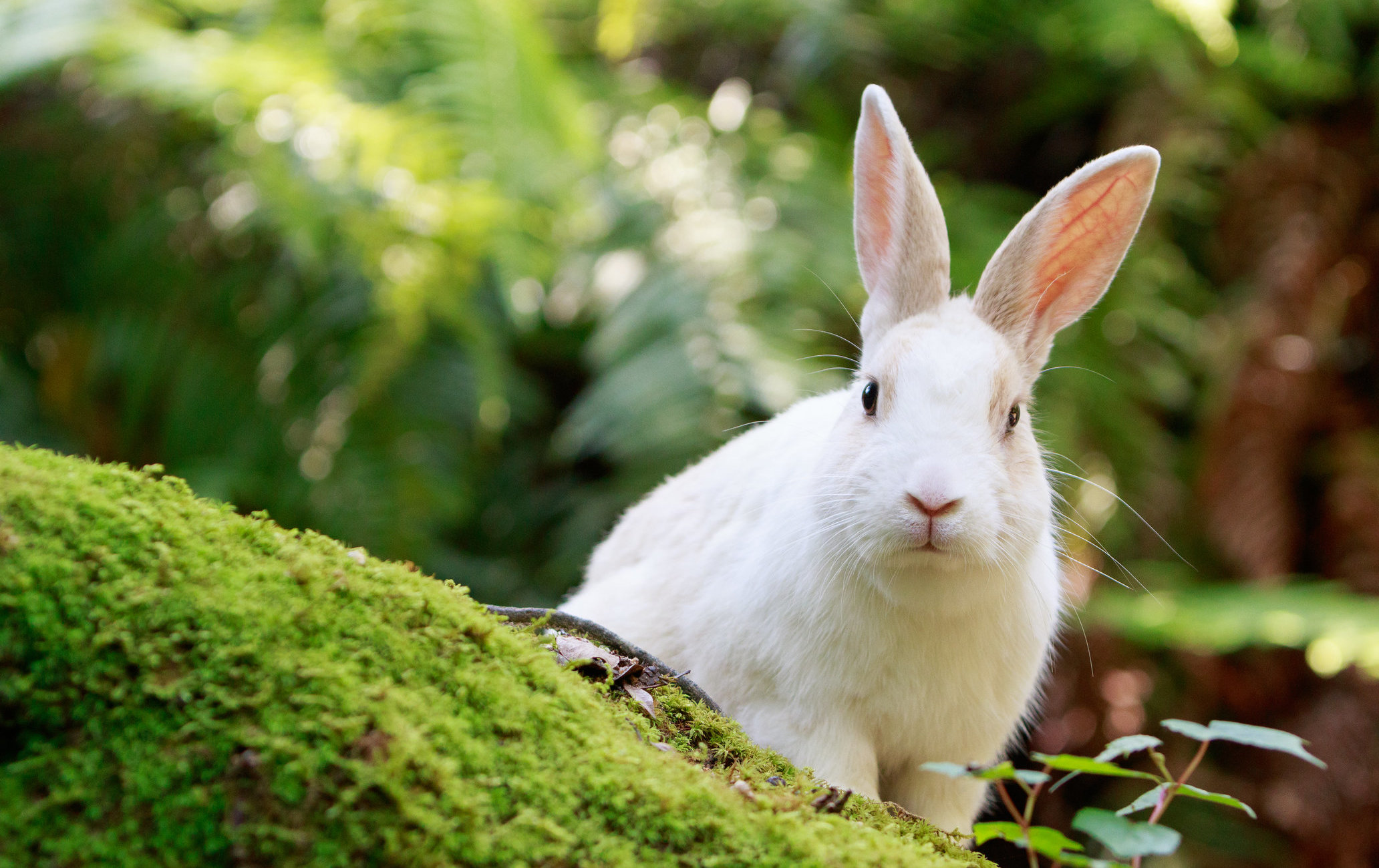 大久野島（兔島）
