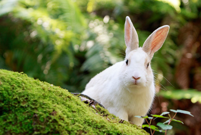 大久野島（兔島）