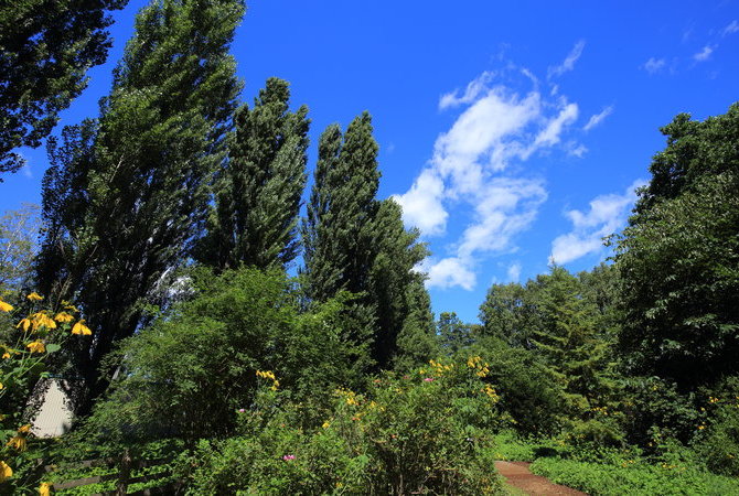 北海道大學銀杏大道