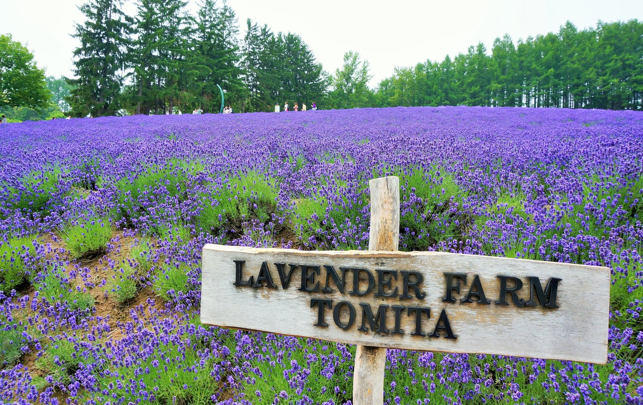富田農場熏衣草花海