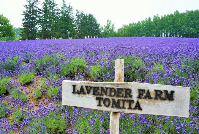 富田農場熏衣草花海