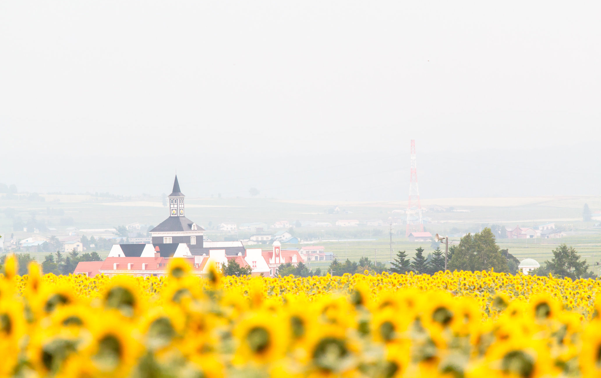 北龍町向日葵之里