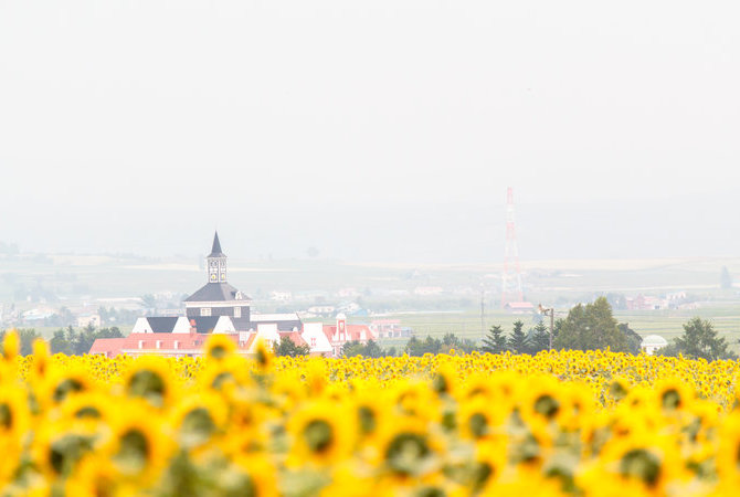 北龍町向日葵之里