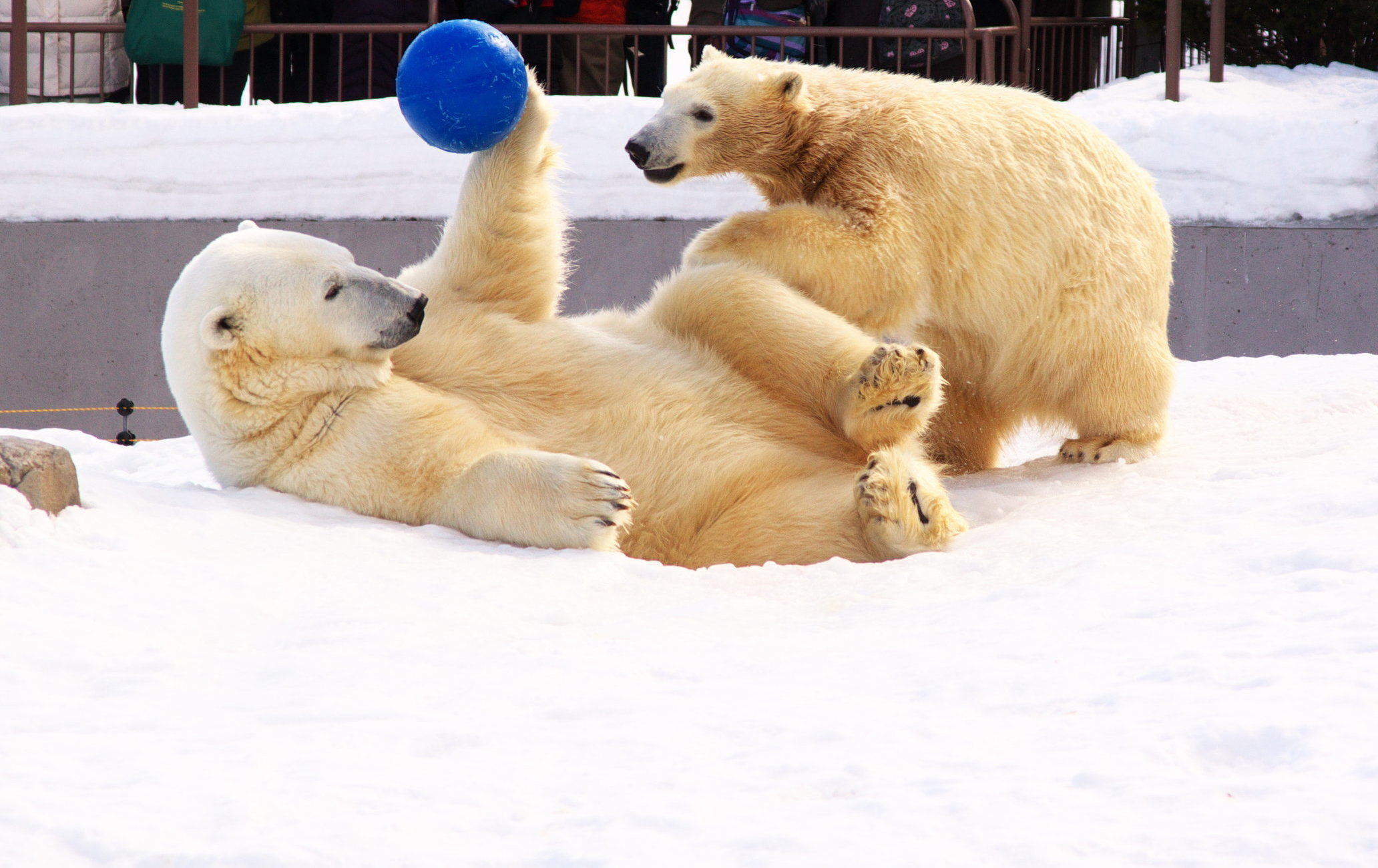 札幌市圓山動物園