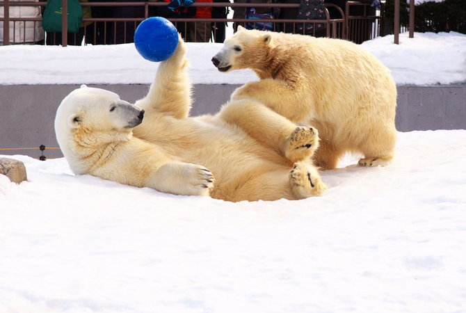 札幌市圓山動物園