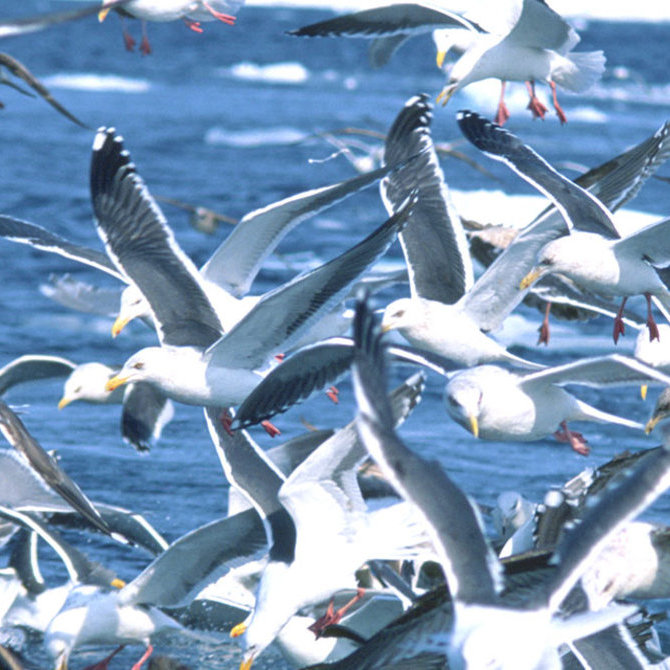 走進知床半島的野生世界