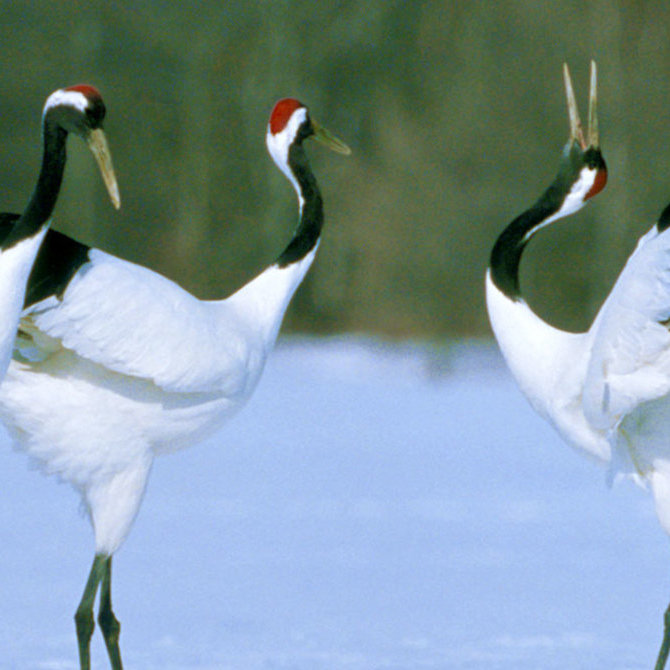 北海道美妙的戶外世界