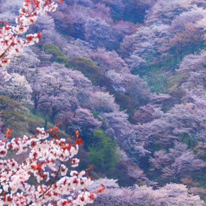 賞櫻之旅：吉野山、奈良與京都