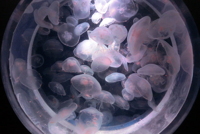 海洋世界茨城縣大洗水族館