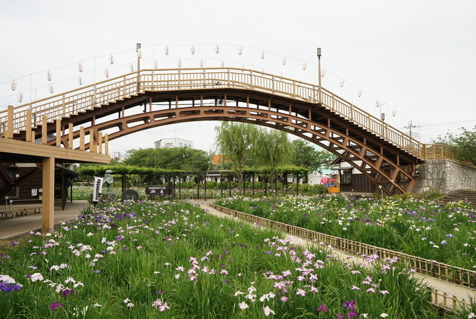 水鄉潮來菖蒲祭