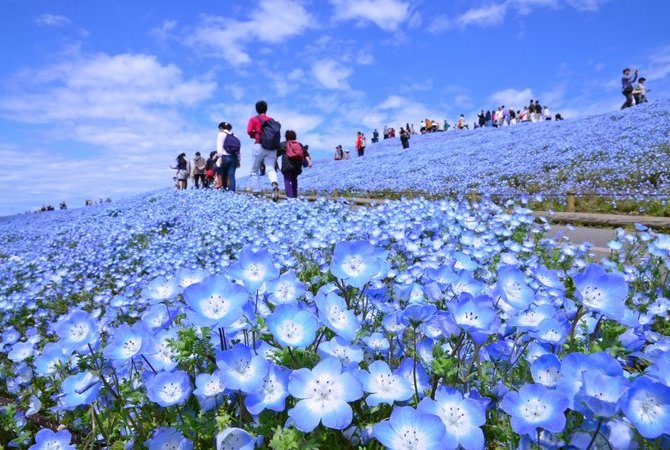 國營日立海濱公園（粉蝶花）