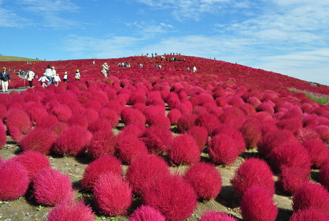 國營日立海濱公園