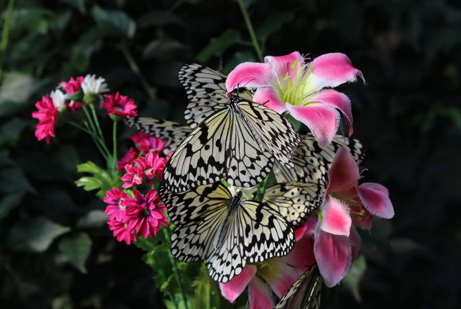 鹿兒島花卉公園