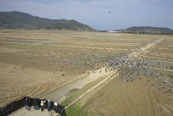 出水市鶴觀察中心