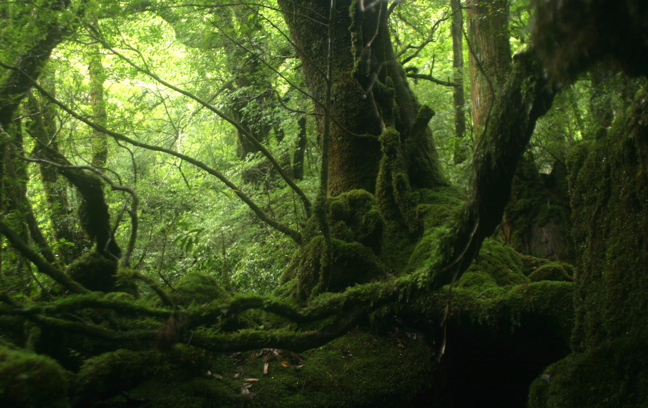 屋久島國立公園