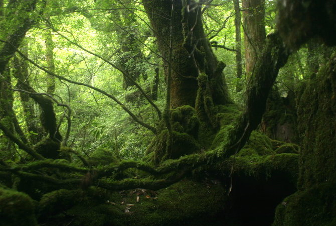屋久島國立公園