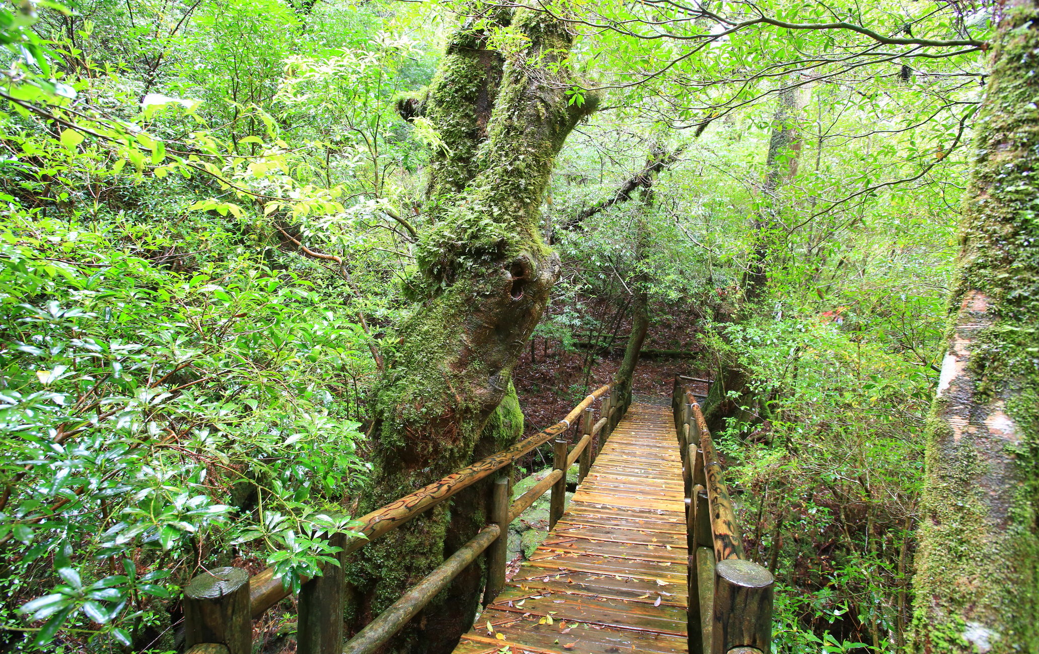 屋久杉森林樂園