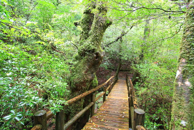 屋久杉森林樂園