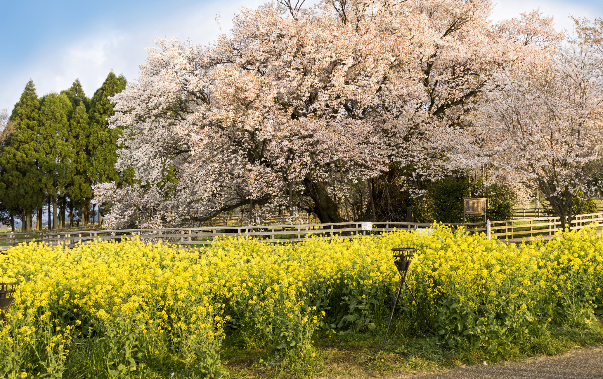 一心行公園櫻花樹賞櫻