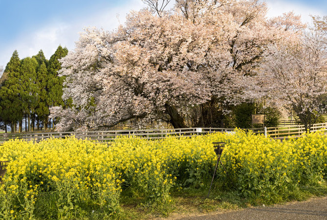 一心行公園櫻花樹賞櫻