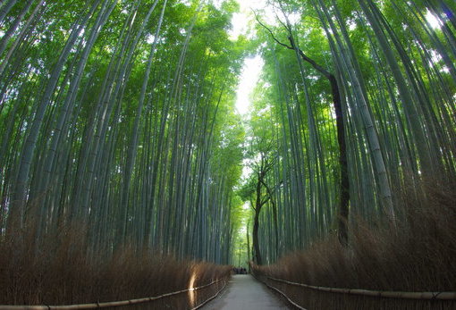 嵐山竹林