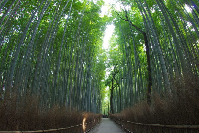 嵐山竹林