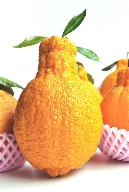 デコポン（Dekopon）