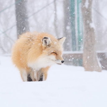藏王及周邊地區