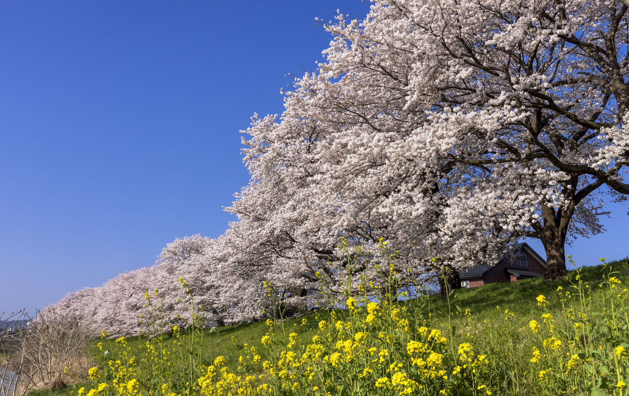 一目千本櫻賞櫻
