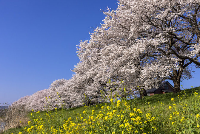 一目千本櫻賞櫻