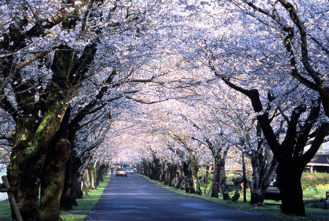 母智丘公園櫻花祭