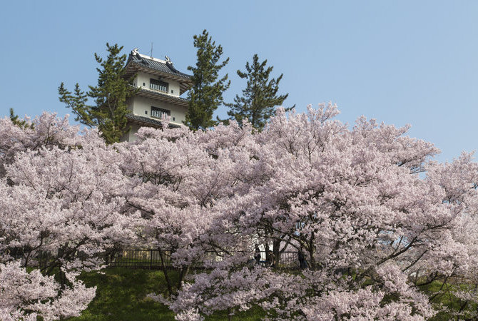 高遠城址櫻花祭