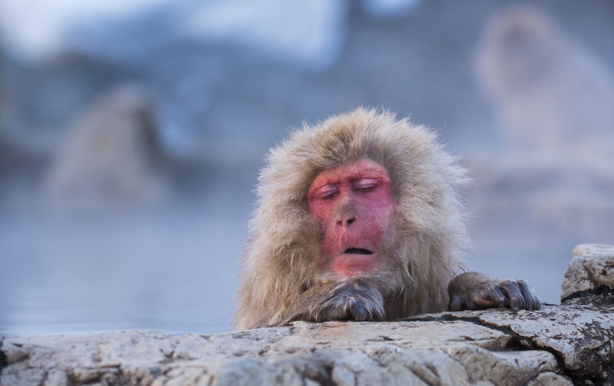 地獄谷野猿公苑